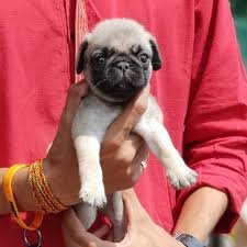 Champiom line pug female puppies price in ahmedabad