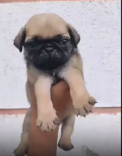 Pug male puppies for sale in bangalore