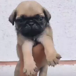 pug dog price in chennai