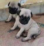 pug male puppies price in chennai