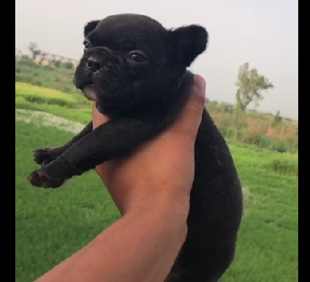 pug puppy price in goa