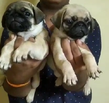 pug dog for sale in goa
