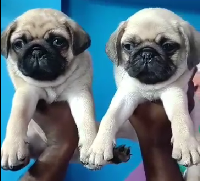 pug dog breeder in goa