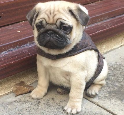 pug puppies for sale online in goa