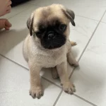 pug male puppy price in goa