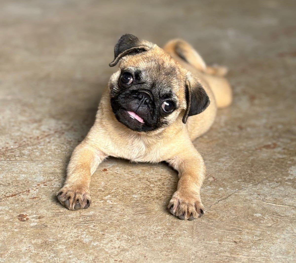 Pug puppies for sale in hyderabad