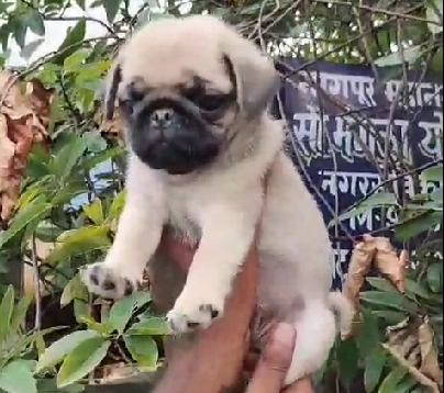 Pug female puppies price in hyderabad