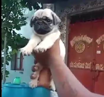 Pug dog price in hyderabad