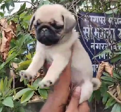 Pug puppies price in hyderabad