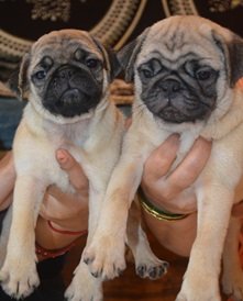 Pug price in India