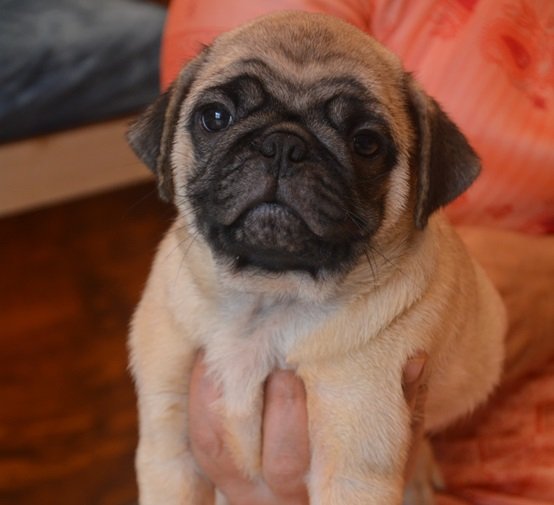 Pug puppy price in India