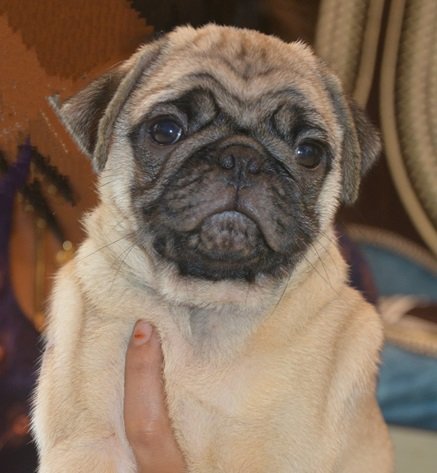 Pug dog for sale online in India