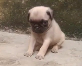 Pug dog breed price in India