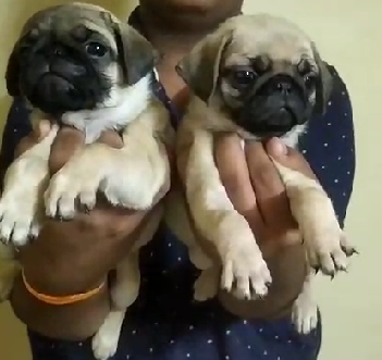 pug dog for sale online in jaipur