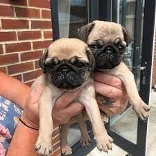 kci registerd pug puppies for sale in jaipur