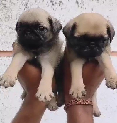 pug dog breeder in jaipur