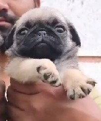 Pug male puppies for sale in Kolkata