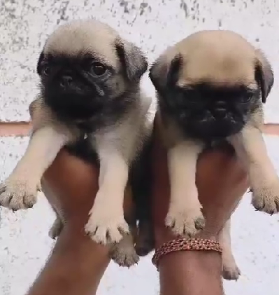 Pug pet shop in Kolkata