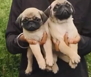 Pug dog breed price in Kolkata