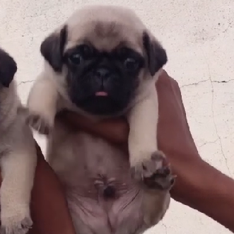 Pug female puppies price in Kolkata