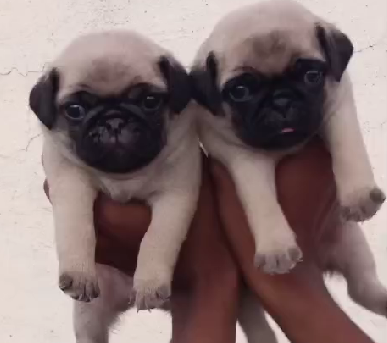 Pug puppy price in Kolkata