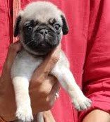 Pug dog for sale in Kolkata