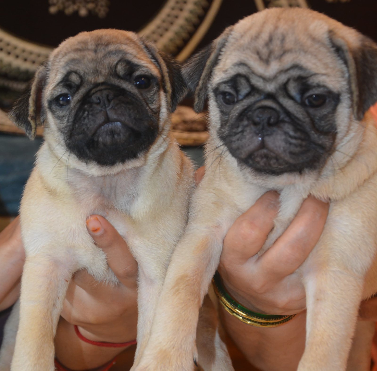 Pug dog for sale in pune