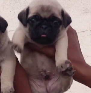 Pug breed puppy for sale in pune