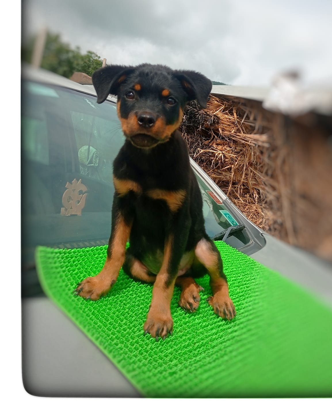 Rottweiler Female Puppies Price In Mumbai