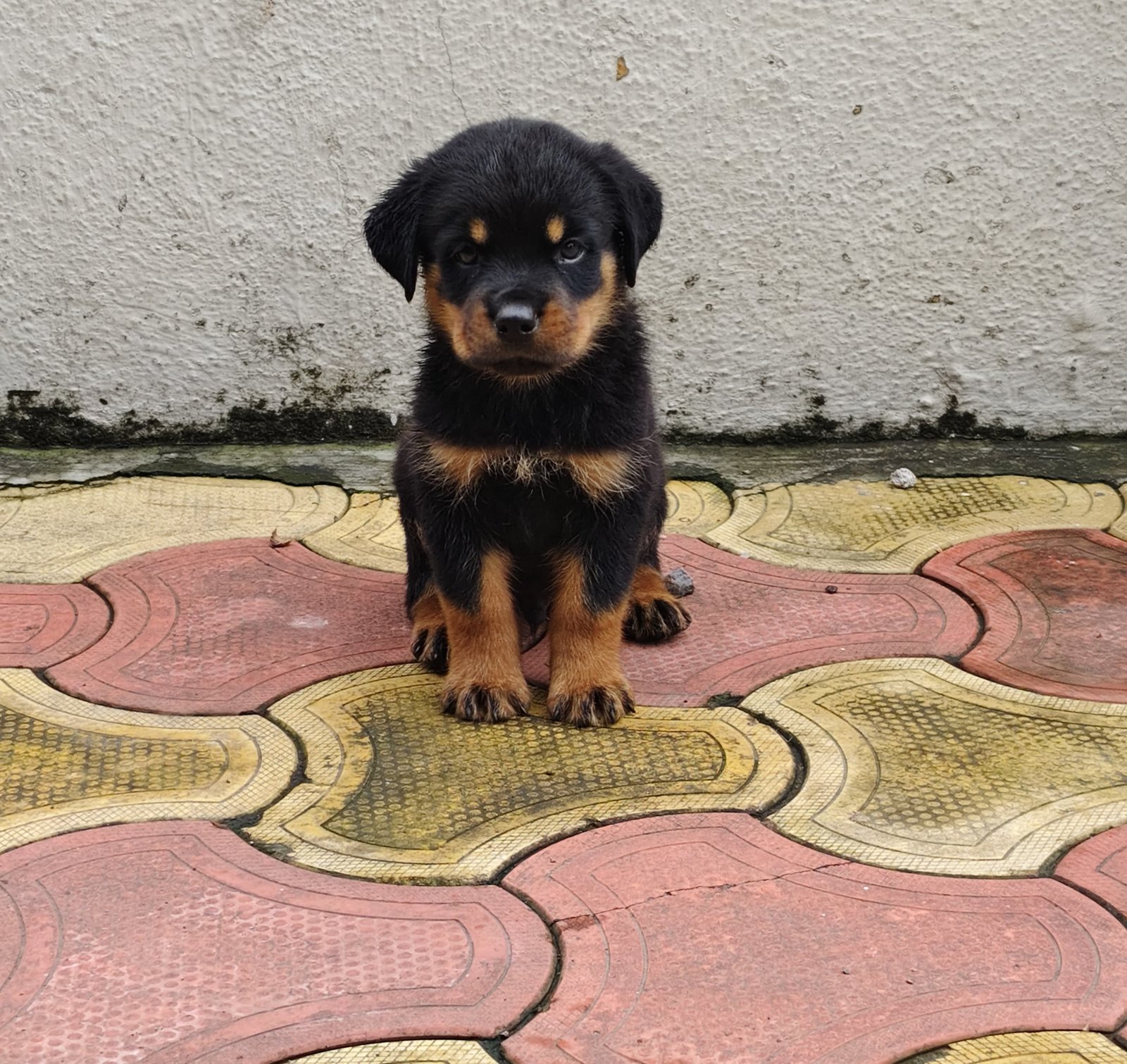 Rotteiler Male puppies For Sale In Mumbai