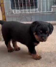 KCI Register Rottweiler