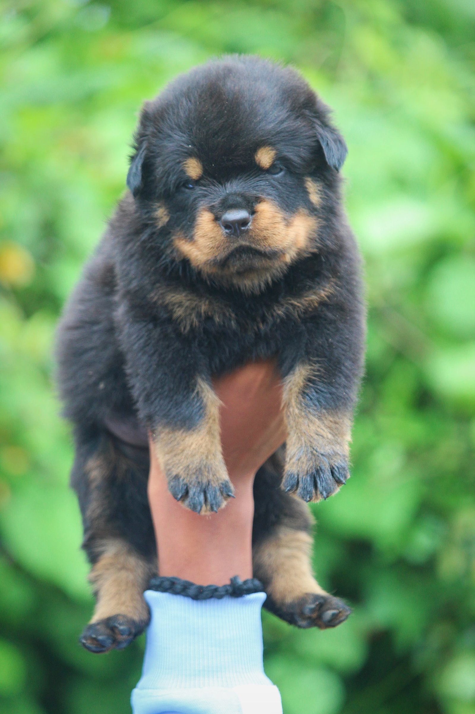 Rottweiler male puppies price in ahmedabad