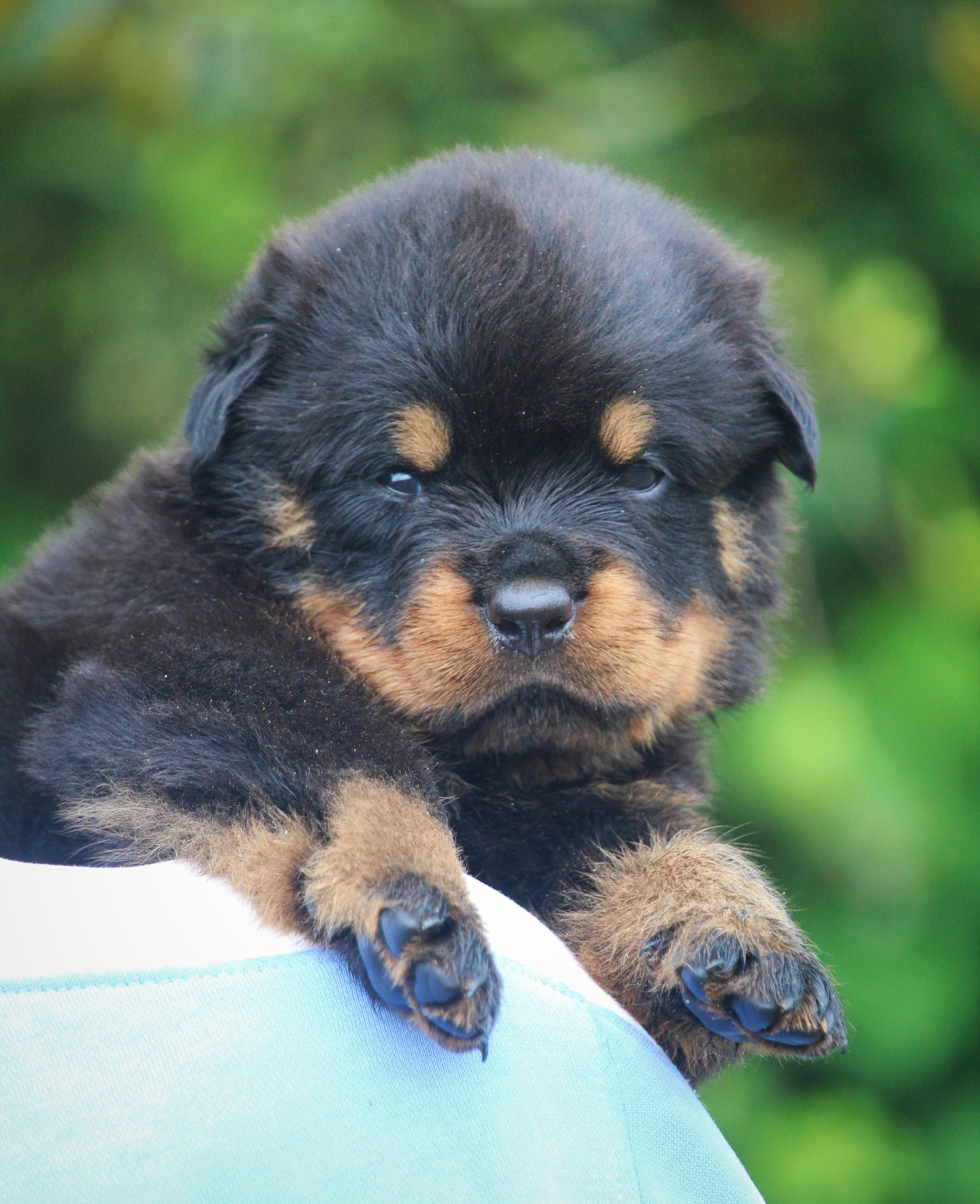 Rottweiler female puppies price in ahmedabad