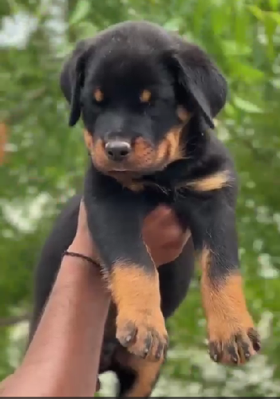 Rottweiler female puppies for sale in bangalore