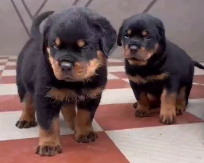 Rottweiler female puppies price in bangalore