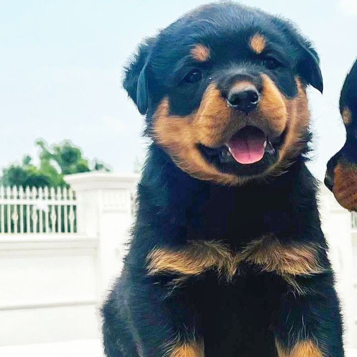 Rottweiler male puppies price in hyderabad