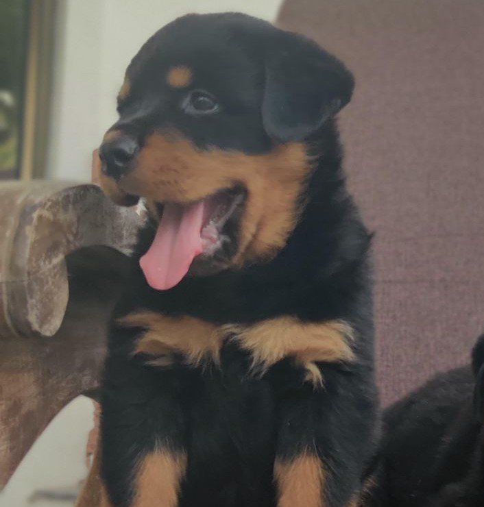 Rottweiler puppies shop in hyderabad