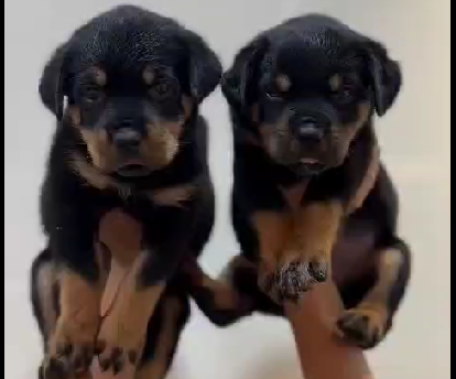 Rottweiler dog for sale online at hyderabad