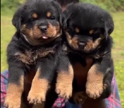 Rottweiler dog price in hyderabad