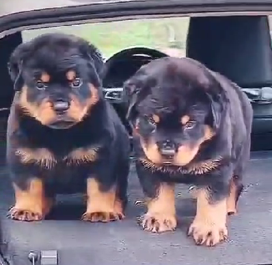 Rottweiler puppy price in Kolkata