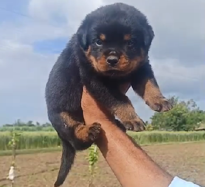 Rottweiler pet shop in Kolkata