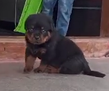 Rottweiler female puppies for sale in Kolkata