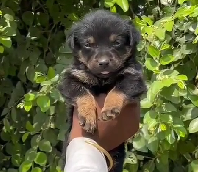 Rottweiler puppies for sale in pune