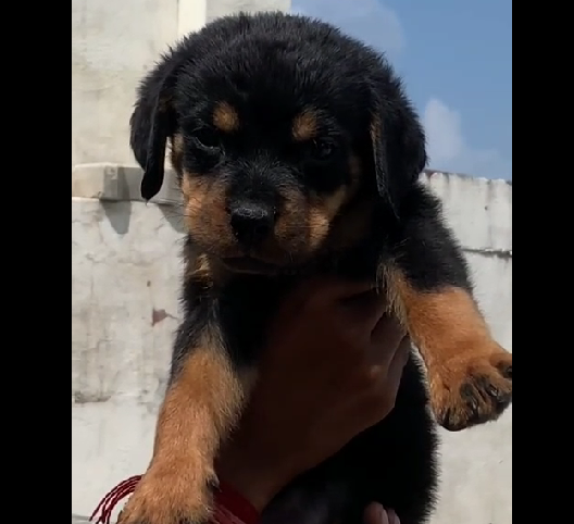 Rottweiler puppies for sale online in pune