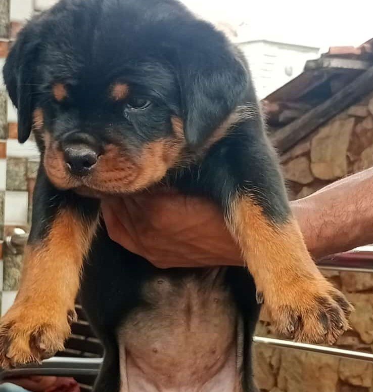 Rottweiler male puppy price in pune