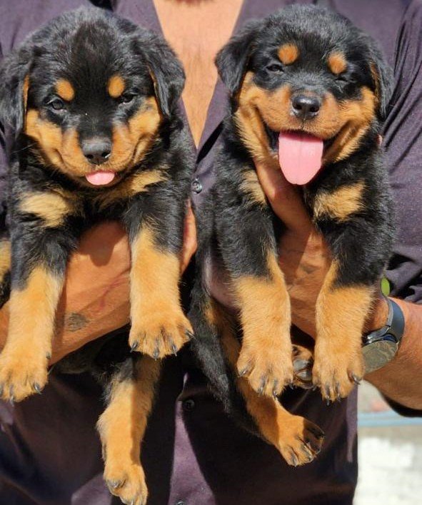 Rottweiler puppies female price in bangalore