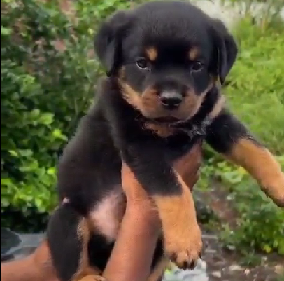 rottweiler puppies for sale in chennai