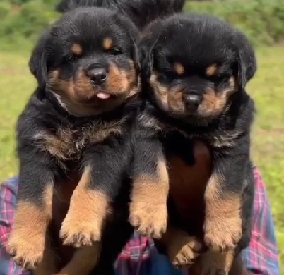 rottweiler dog price in chennai