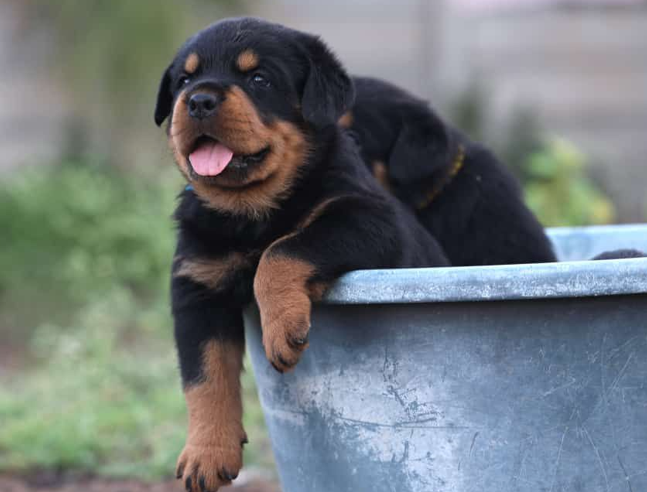 rottweiler male dog price in chennai