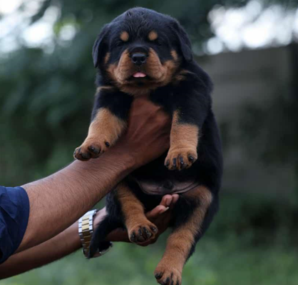 rottweiler female puppy for sale in chennai